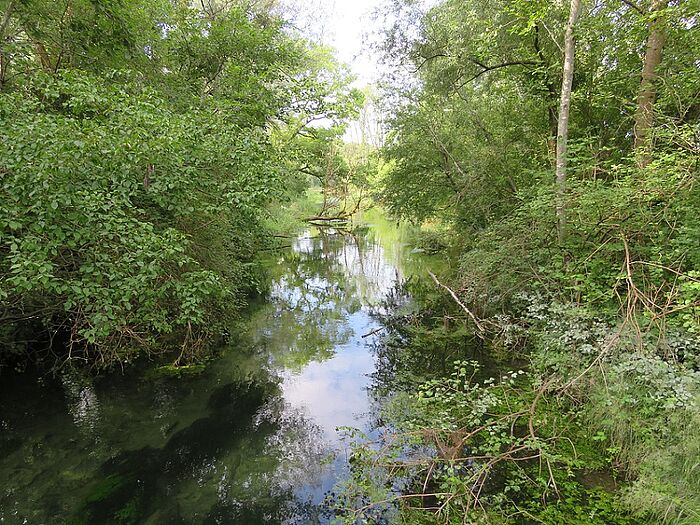 Der Quellbach in der Mininger Au (Foto: Claudia Schmidt)