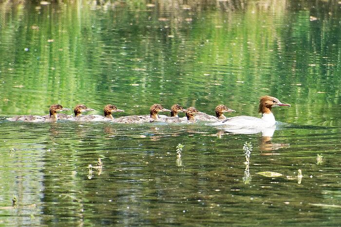 Gänsesägerweibchen mit den Jungen (Foto: Isolde Ulbig)