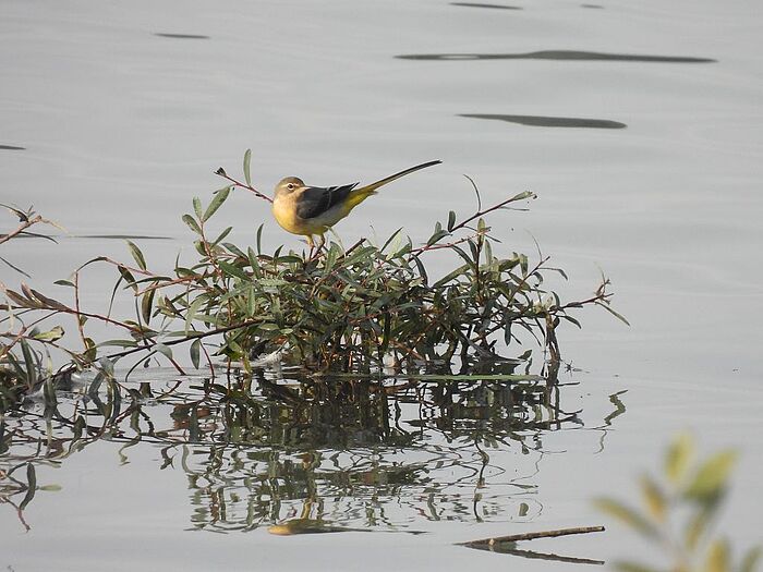 Gebirgsstelze (Foto: Ilka Langner)