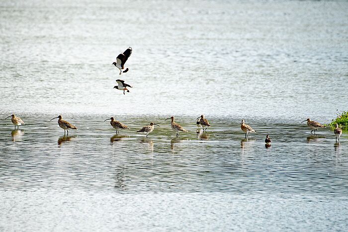 Seltene Große Brachvögel und Kiebitze im Stausee Ering-Frauenstein (Foto: Isolde Ulbig)