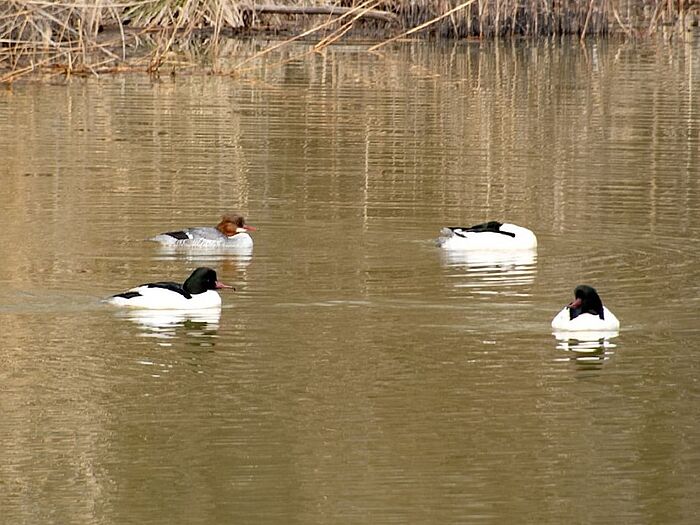 Gänsesäger - Weibchen mit braunem Kopf, Männchen mit schwarzem Kopf. (Foto: Isolde Ulbig)