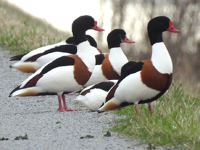 Brandgänse, auch Brandenten genannt. (Foto: Ilka Langner)