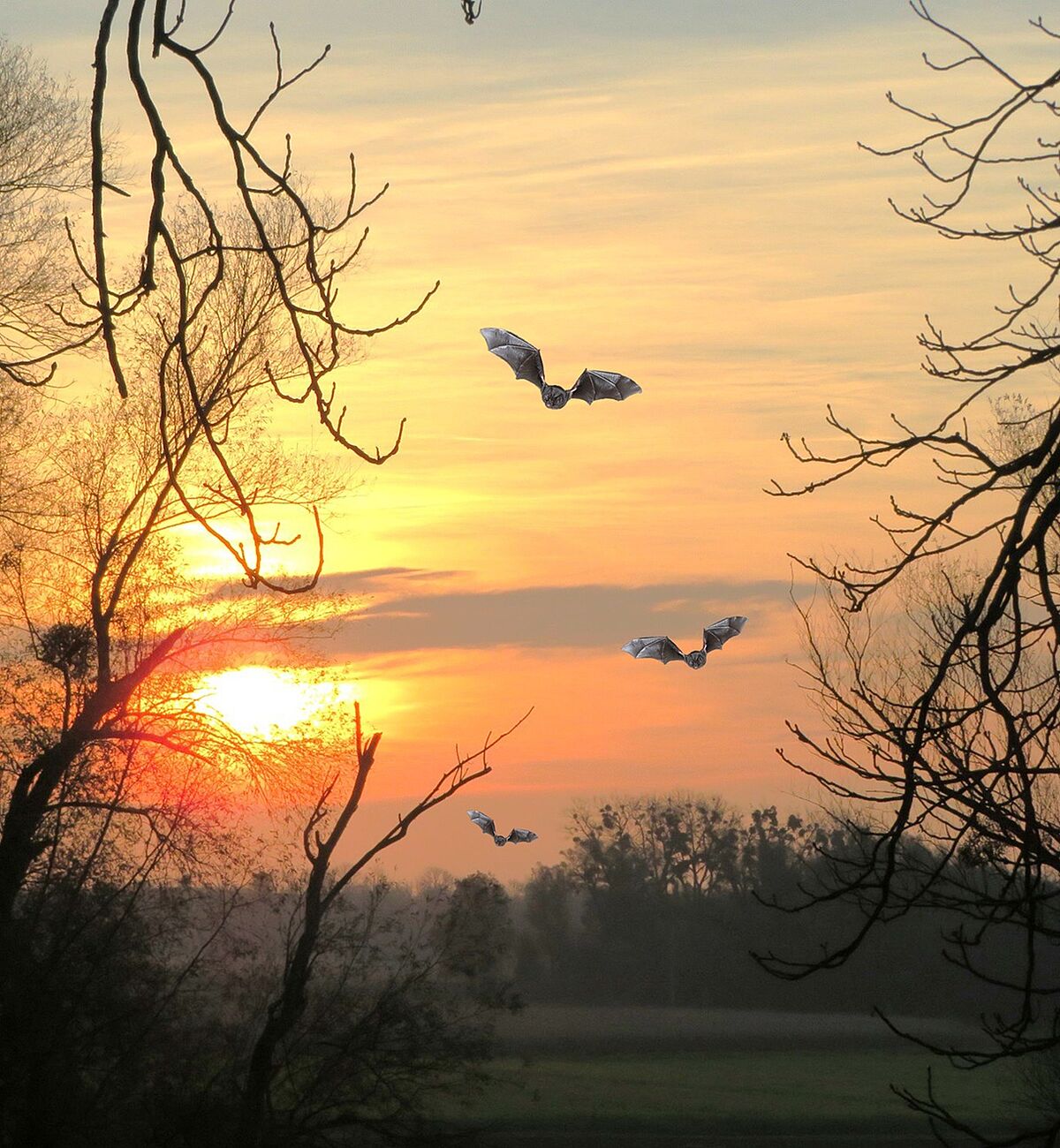 Foto: Fledermäuse – Wesen der Nacht. (Photoshopmontage: Marianne Bollmann) 