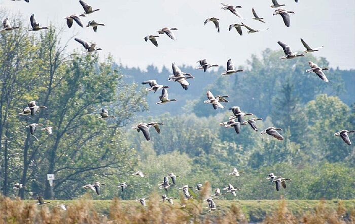 Zugvögel über dem Stausee. (Foto: Isolde Ulbig)