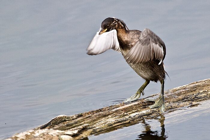 Zwergtaucher (Foto: Dr. Lothar Röttenbacher)