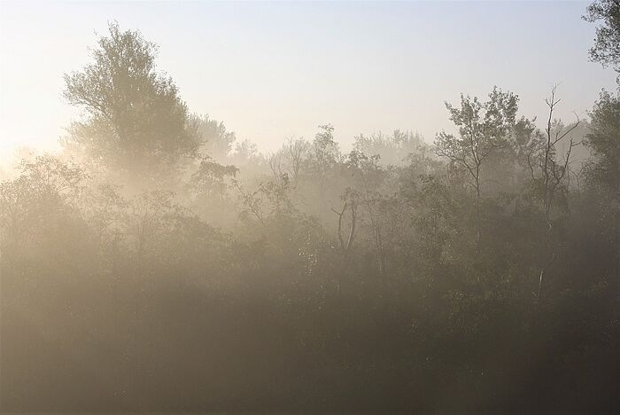 Herbstwald (Foto: Claudia Schmidt)