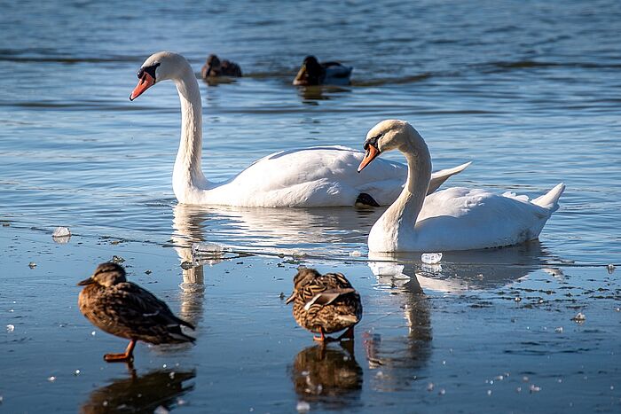 Höckerschwäne und Schnatterenten (Foto: Franz Bachinger)