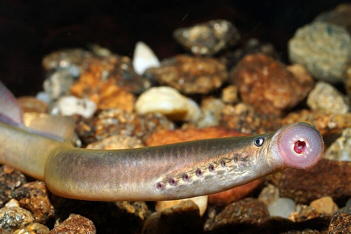 Das Donau-Bachneunauge kommt im Unteren Inn verbreitet vor (Foto: Clemens Ratschan)