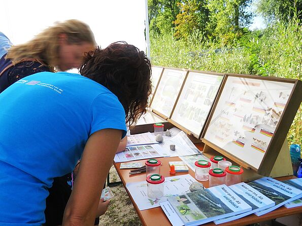 An der Insekten-Station der Zoologischen Gesellschaft Braunau. (Foto: Naturium) An der Insekten-Station der Zoologischen Gesellschaft Braunau. (Foto: Naturium)