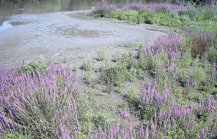 Der Blutweiderich ist eine Pionierpflanze. Er besiedelt als eine der ersten Pflanzen die neuen Inseln (Foto: Beate Brunninger)