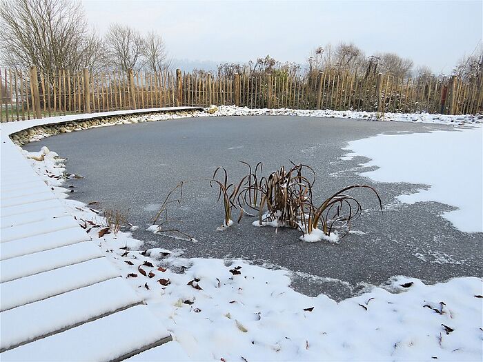 Unser Teich im Winter (Foto: Claudia Schmidt)