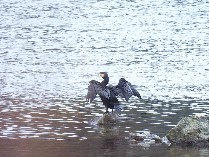 Der Kormoran trocknet seine Flügel. (Foto: Ilka Langner)
