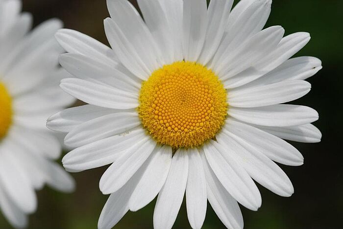 Margerite (Foto: Isolde Ulbig)
