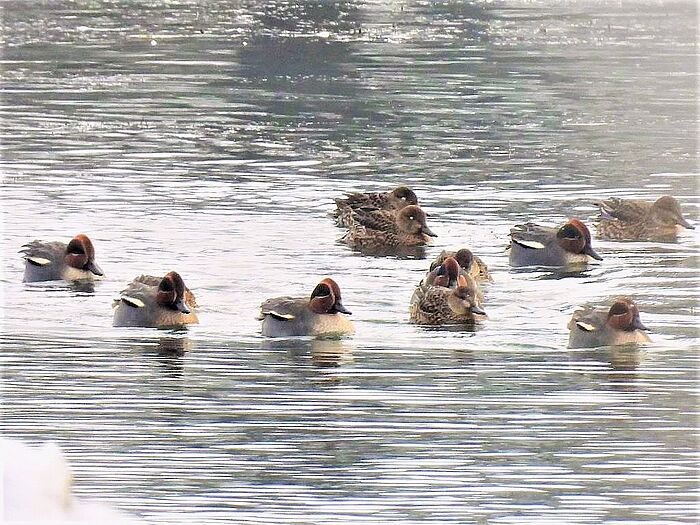 Krickenten (Foto: Ilka Langner)