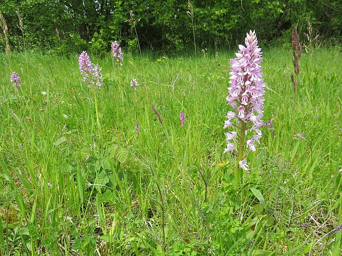 Zur Freude aller, blühten auf dem Biotopacker gerade die Knabenkräuter. (Foto: Naturium)