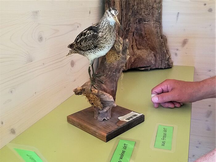 Im NaTour-Wagon befand sich eine Vogel-Ausstellung. (Foto: Naturium)