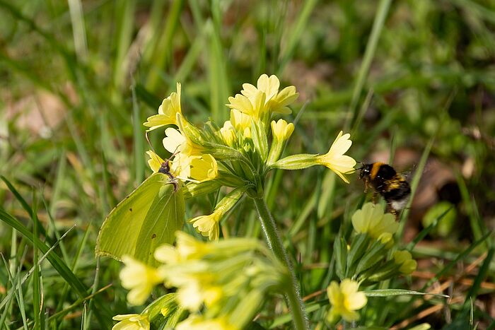 Schlüsselblume mit Zitronenfalter und Hummel. (Foto: Isolde Ulbig)