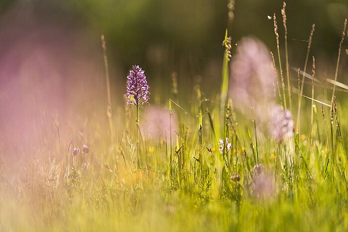 Orchidee (Foto: Ingo Zahlheimer)