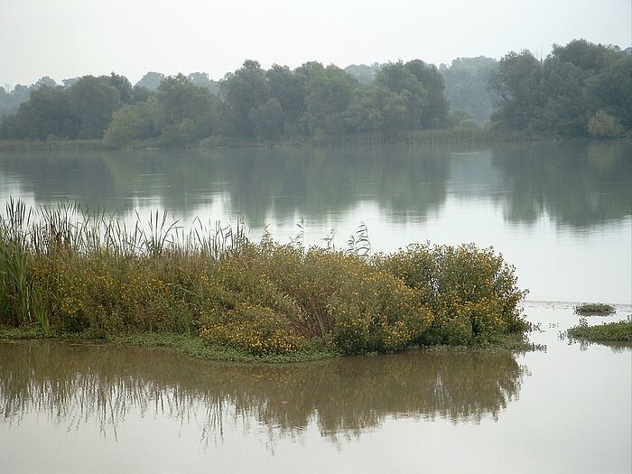 Insel im Pionierstadium mit Zweizahn (Foto: Beate Brunninger)