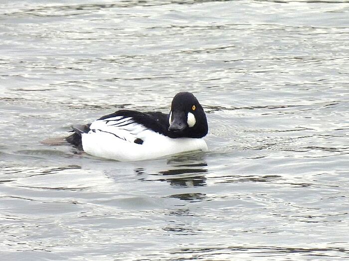 Schellentenmännchen (Foto: Ilka Langner)