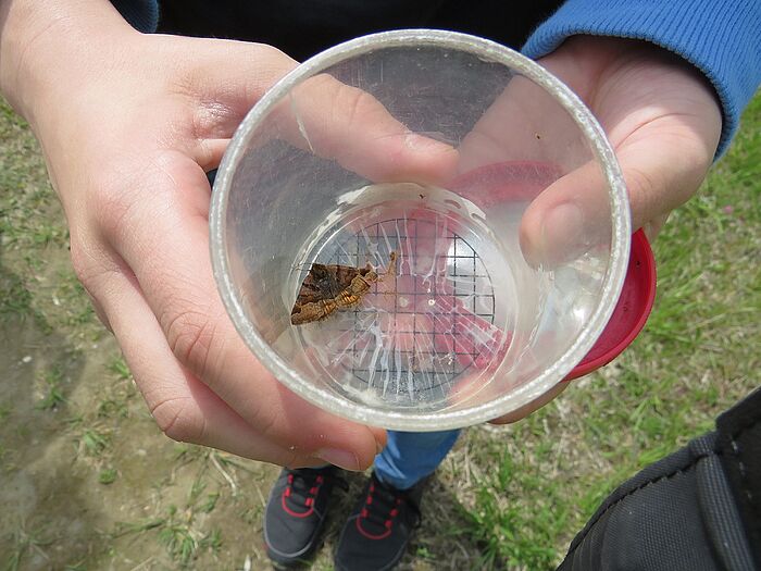 Die Kinder hatten Spaß, Insekten mit der Becherlupe zu fangen und bestimmen zu lassen. (Foto: Naturium)