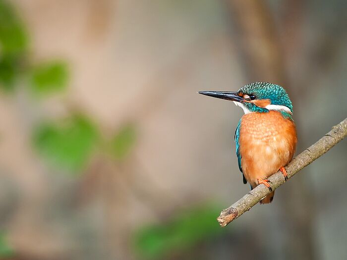 Eisvogel (Foto: Ingo Zahlheimer)