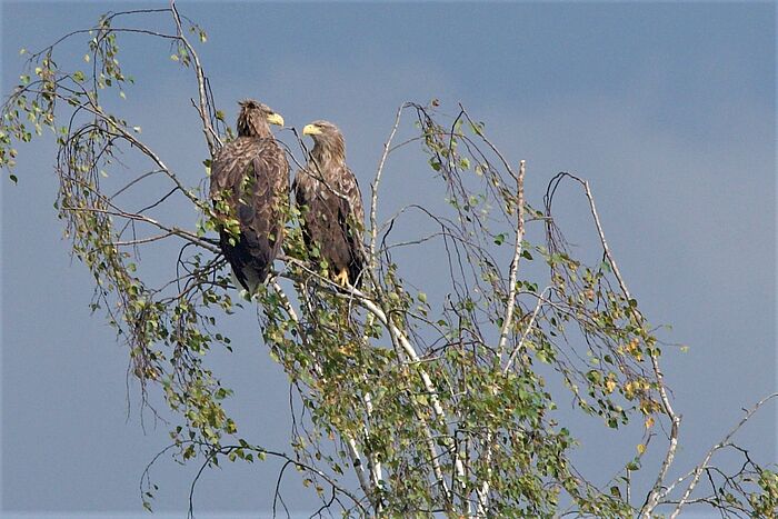 Seeadler-Paar (Foto: Dr. Lothar Röttenbacher)