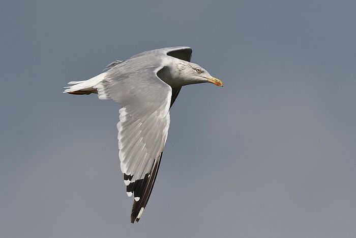 Mittelmeermöwe (Foto: Dr. Lothar Röttenbacher)