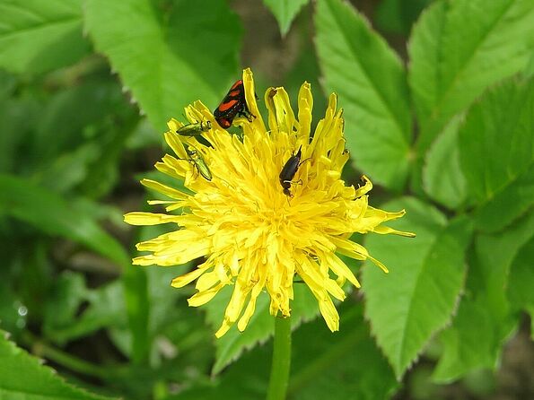 Blutzikade, Glänzender Blütenprachtkäfer und Stachelkäfer (Foto: Naturium)