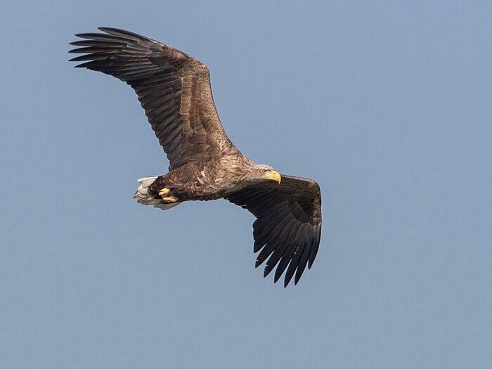 Seeadler (Foto: Thomas Pumberger)
