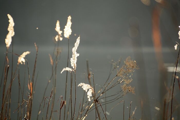 Gräser im Winter (Foto: Isolde Ulbig)
