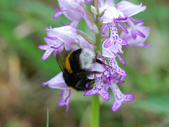 Erdhummel am Knabenkraut (Foto: Isolde Ulbig)