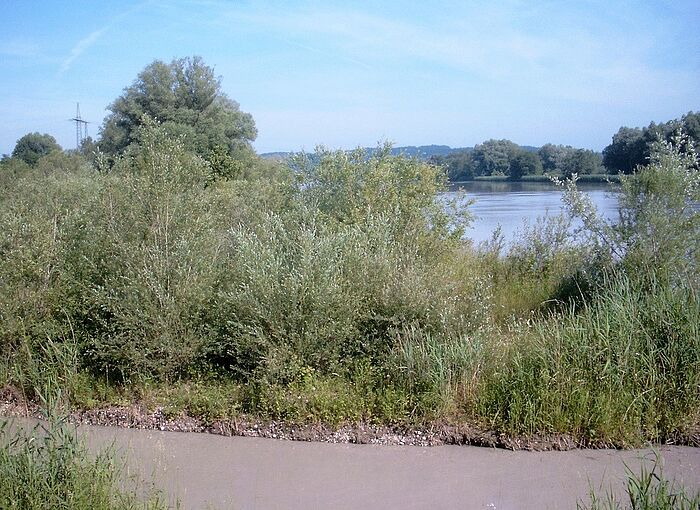 Junger Silberweidenbestand auf einer Insel (Foto: Beate Brunninger)