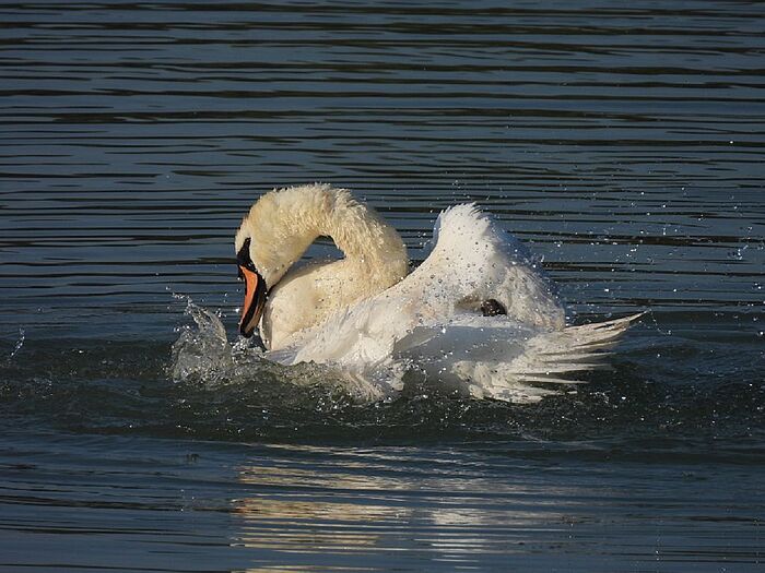 Schwan bei der Gefiederpflege. (Foto: Ilka Langner)