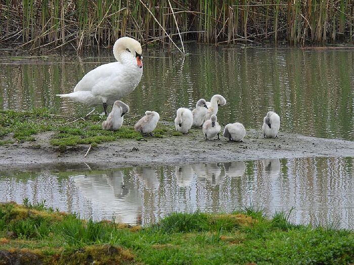 Schwanenfamilie (Foto: Ilka Langner)