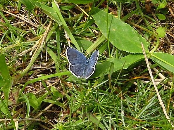 Idas-Bläuling zeigt hier seine schönen blauen Flügel-Oberseiten (Foto: M. Bollmann)