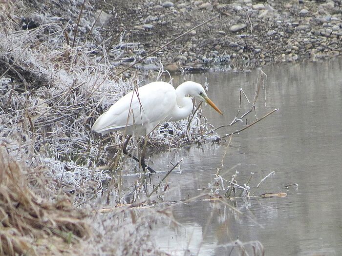 Silberreiher (Foto: Chiara Kaltenhauser)