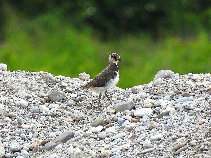 Kiebitz-Jungvogel schon allein auf Futtersuche. (Foto: Regina Krieger)
