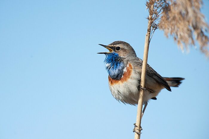 Blaukehlchen (Foto: Josef Baumgartner)