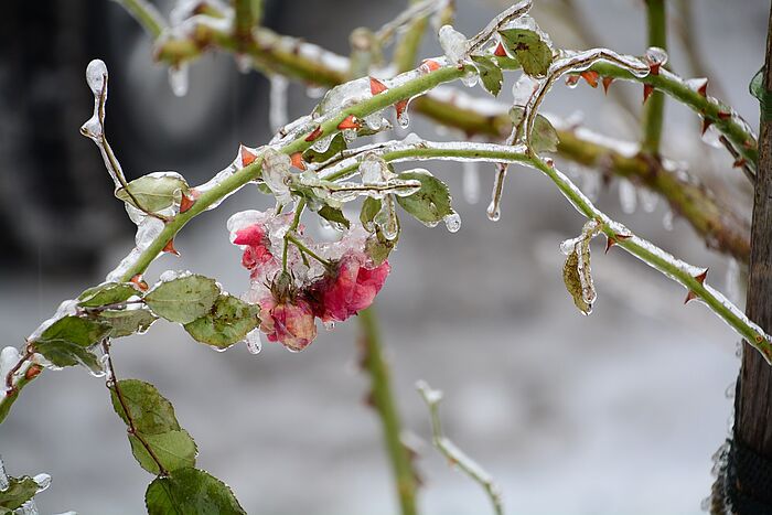 Wunderschön: eine vereiste Rose (Foto: Isolde Ulbig)