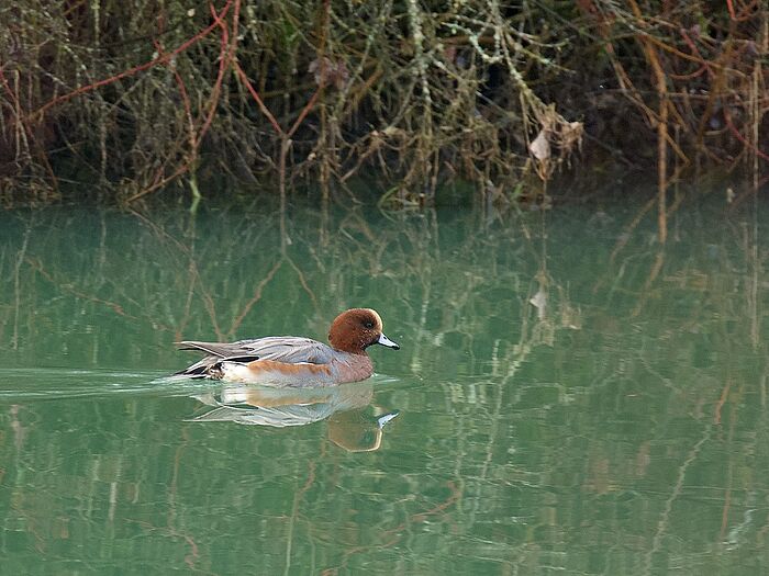 Pfeifente (Foto: Dr. Lothar Röttenbacher)