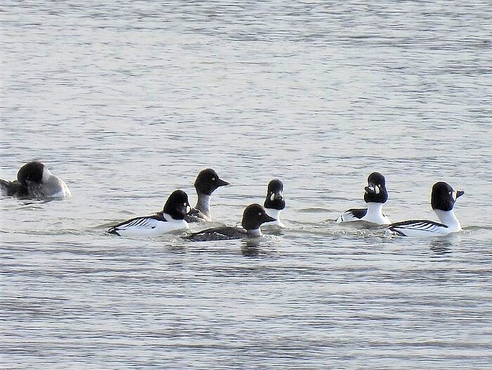 Balzende Schellenten-Männchen um Weibchen herum. (Foto: Ilka Langner)