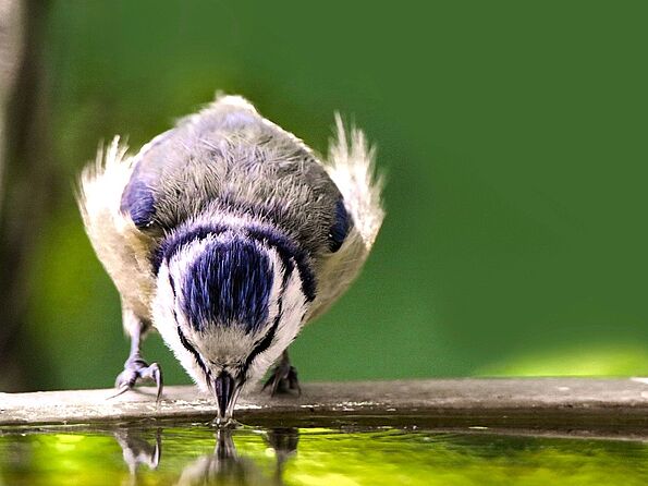 Blaumeise trinkend (Foto: G.C./Pixabay_wildlife-3552297) Blaumeise trinkend (Foto: G.C./Pixabay_wildlife-3552297)