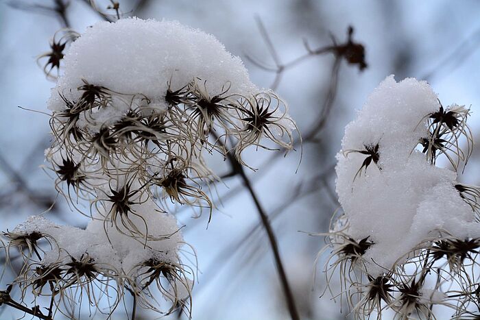 Von Schnee verzauberte Waldrebe (Foto: Isolde Ulbig)