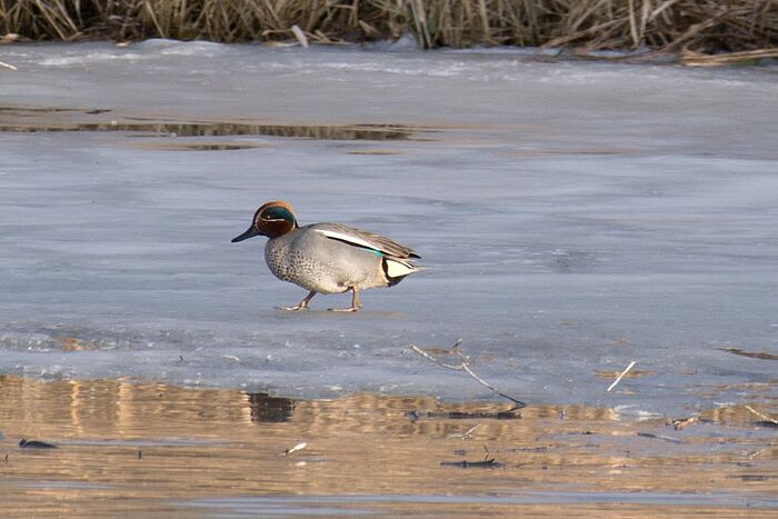 Krickente (Foto: Isolde Ulbig)