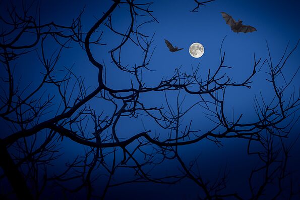 Lautlose Jäger in der Nacht. (Foto: Pixabay free) Lautlose Jäger in der Nacht. (Foto: Pixabay free)