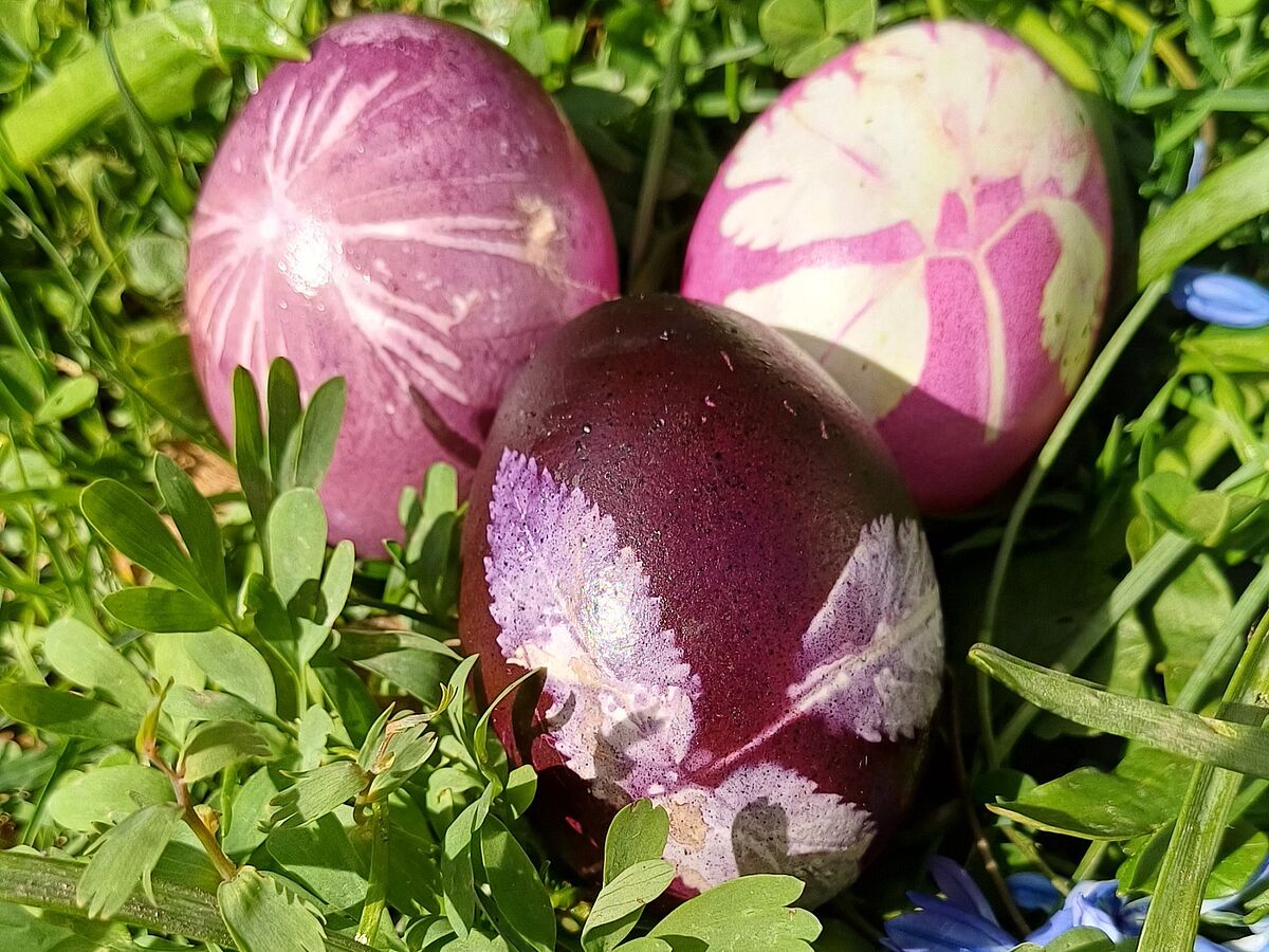 Mit natürlichen Farben gefärbte Ostereier. (Foto: Isolde Ulbig) Mit natürlichen Farben gefärbte Ostereier. (Foto: Isolde Ulbig)