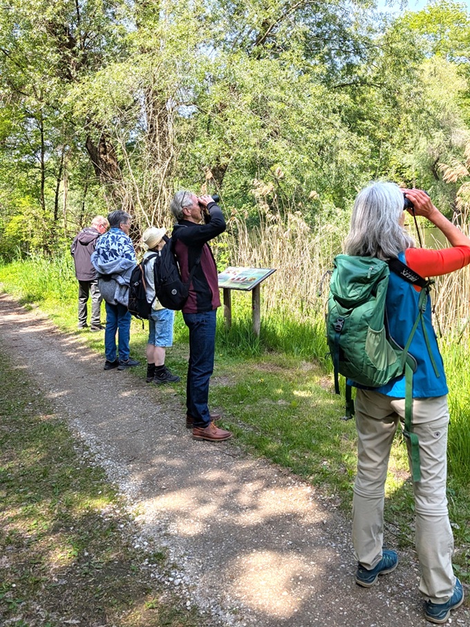 Mit Ferngläsern schauen wir im Auwald nach den Vögeln über dem Altwasser. (Foto: Dorena Buchmeier)