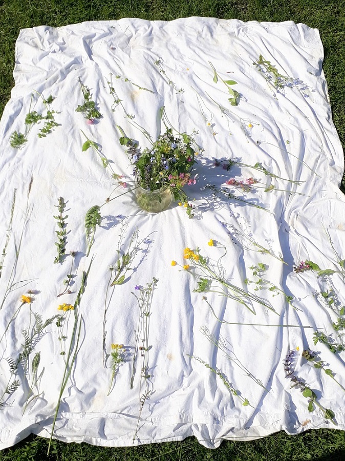  Das ist Artenvielfalt: soviele verschiedene Wildblumen wachsen auf einer natürlichen Wildblumenwiese. (Foto: Sandra Zebisch)