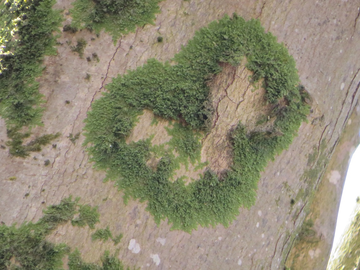 Auch Bäume haben ein Herz - dieser eines aus Moos. (Foto: Niklas Angloher)